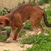 TAO, chien à adopter