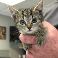 TOC, chat à adopter