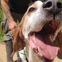 Marcel, chien à adopter
