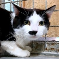 BENNY, chat à adopter