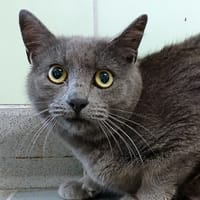 BRAM, chat à adopter