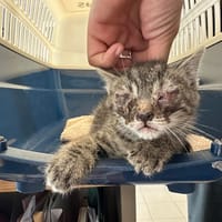 OCHI, chat à adopter