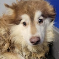Ulyss dit Stereo, chien à adopter
