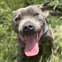SULTAN TYSON, chien à adopter
