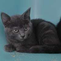 Billie (en cours d'adoption), chatte à adopter