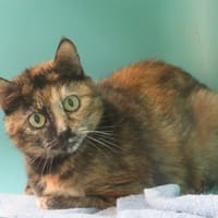 LOLA, chatte à adopter