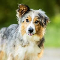 TIXIA, chienne à adopter