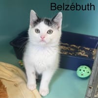 belzébuth, chat à adopter