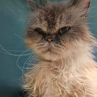SULLY, chatte à adopter