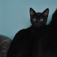 Baccara, chatte à adopter