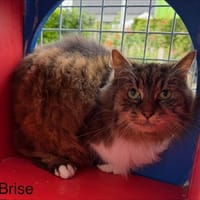 Brise, chatte à adopter