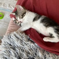 Gaby, chatte à adopter