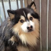 Toon dit Soda, chien à adopter