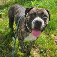 VANILLE, chienne à adopter