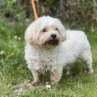 LOUPLOUP dit BALOU, chien à adopter