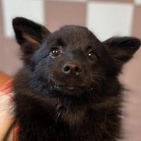 COCO, chien à adopter