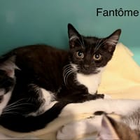 Fantome, chat à adopter