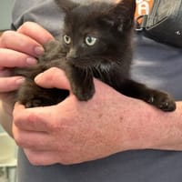 TIA, chatte à adopter
