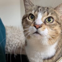POUPETTE A17431, chatte à adopter