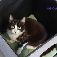 Kélowa, chatte à adopter