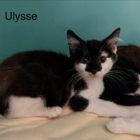 Ulysse, chat à adopter