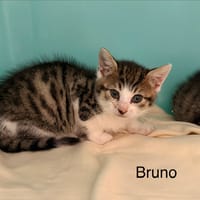 Bruno, chat à adopter