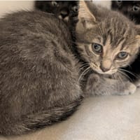 SAMOURA, chatte à adopter