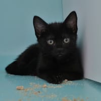 Bonnie (en cours d'adoption), chatte à adopter
