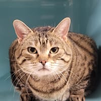 ZOUZOUILLE, chatte à adopter