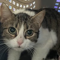 ZELDA C, chatte à adopter
