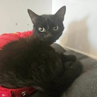SAMINA, chatte à adopter