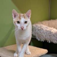 BENNY A17443, chatte à adopter