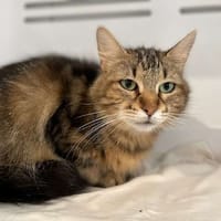 ROSA, chatte à adopter