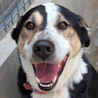Narko, chien à adopter