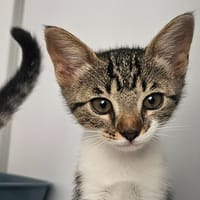 HERA (réservée), chatte à adopter