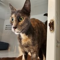 AVY (réservée), chatte à adopter