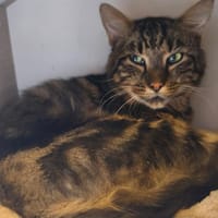 MONTANA, chat à adopter