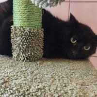 CALVIN, chat à adopter