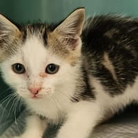 MUCHE, chat à adopter