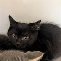 WENDY, chatte à adopter