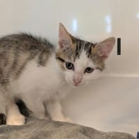 FUSHIA, chatte à adopter