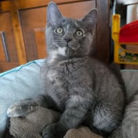 RAFI, chatte à adopter