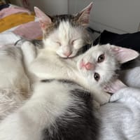 OR, chat à adopter
