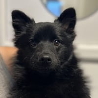 ROXY, chienne à adopter