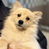 VANILLE, chienne à adopter