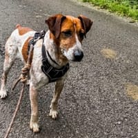 MAX, chien à adopter