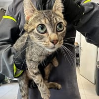 IRIS, chatte à adopter