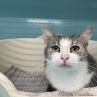 BELINDA, chatte à adopter