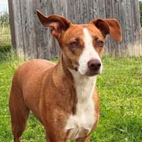 FROZEN, chienne à adopter