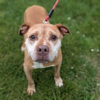 Zayane, chienne à adopter